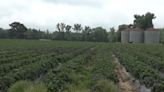 Arkansas strawberry farm damaged by lightning strike