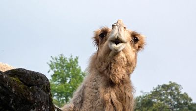 關節老化難站立！ 北市動物園26歲單峰駱駝「玉葉」離世