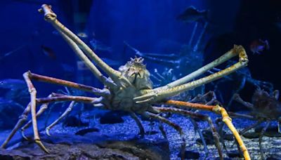 40-Foot-Long Giant Squids Dwarf Life on Land Because of Deep-Sea Gigantism