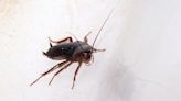 Dead Cockroach Found In Sambar At Ahmedabad 5-Star Hotel