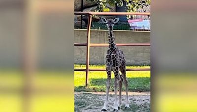 North Dakota zoo mourns loss of baby giraffe who died from broken neck