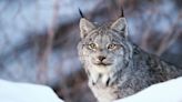 What is a Canada lynx? And should you be afraid of them?