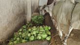 Brinjal Blues: Barwani Farmers Face Crushing Losses, Feed Brinjals To Cattle Amid Market Collapse