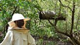 Mind the mangroves! Some Kenyans combat the threat of logging with hidden beehives