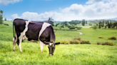 Mars Snacking Invests in Sustainable Dairy Production