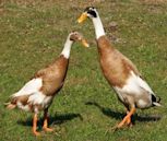 Indian Runner duck