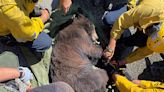 Bear Has to Be Rescued After Getting Trapped at a Calif. Six Flags Amusement Park