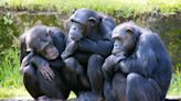 Scientists figured out chimpanzees have a rudimentary language by pranking them with fake snakes