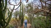 This tiny, quirky garden is an endearing remnant of old Palm Springs