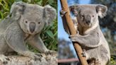 Meet Dharuk and Telowie! Louisville Zoo welcomes two new koalas