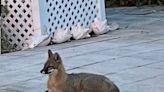 Foxes spotted in West Palm Beach's Flamingo Park Historic District but no reason to fear