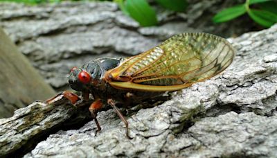 Trillions of cicadas preparing to emerge in the coming days in these NC counties