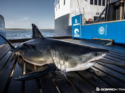 Twice in 2 days: 9-foot great white shark surfaces off Marco Island, Florida coast