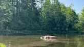 Is it real or is it fake?: Harold the Hippo makes Fredericton duck pond home