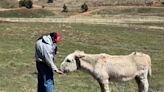 Two Mile High Club mourns passing of Cripple Creek donkey