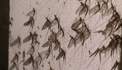 The mayflies are coming! Why you’ll notice darker streets in some NE Ohio areas