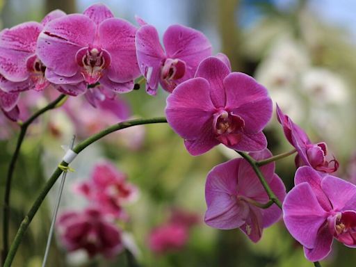 Orchids bloom like crazy when giving them one kitchen scrap a week