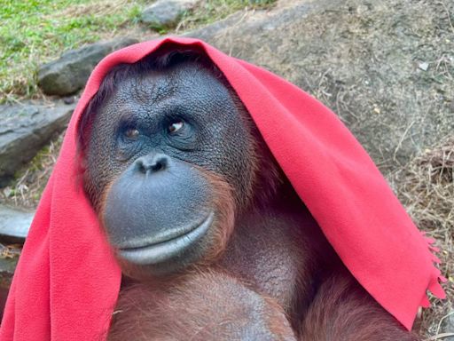 影／曾圈粉球后戴資穎！壽山動物園紅毛猩猩咪咪過世 擰毛巾蓋頭消暑成回憶