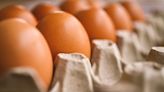 Na Austrália, está faltando ovo no café da manhã