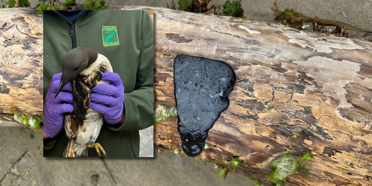 First birds covered in oil, now globs of black tar wash up on Oregon coast