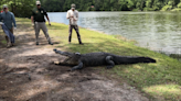 Sea Pines confirms multiple recent encounters of pets and alligators, details are scarce