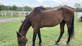 Carriage horse is euthanised two months after collapsing in New York City