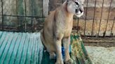 Capturan a puma andino que escapó de un centro de crianza: atacó a mascotas y animales domésticos