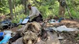 How will radio collars work on reintroduced grizzlies in North Cascades? | HeraldNet.com