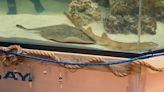 A pregnant stingray with no male companion now has a 'reproductive disease,' aquarium says