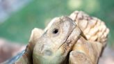 Wandering West Side tortoise has happy homecoming