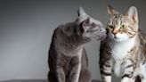 Cats know each others’ names: study