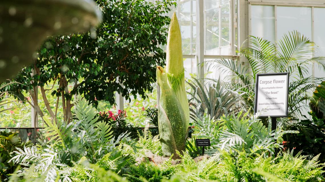 'The Beast' could bloom Monday night or Tuesday, GVSU and Meijer Gardens Horticulture teams said