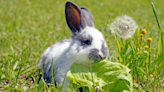 How long can rabbits go without food? A vet shares the answer