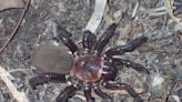 New giant species of spider that makes trapdoors discovered in Australia