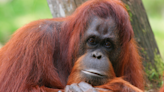 Orangutans can make two sounds at the same time