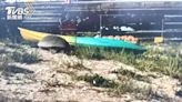 好痛！海龜上岸產卵撞獨木舟 燕鷗覓食頭卡塑膠杯蓋