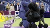 Miniature poodle Sage wins Westminster dog show