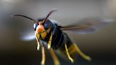 How scientists are tracking down the Asian hornets invading Britain