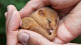 Hazel dormice should be classified as endangered, new research suggests