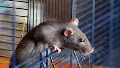 Car-Driving Rat Even Keeps His Vehicle in a Garage Like a Total Boss