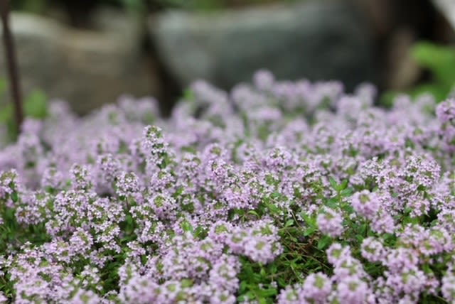 Good ground cover can reduce the temperature of your yard! Here are an expert's 11 favorites