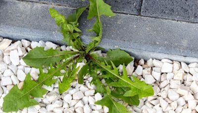 Stop patio weeds from growing with 3-ingredient solution will kill them for good