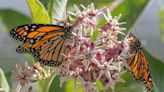 Monarch butterfly migration mapping event scheduled in Pinon Hills