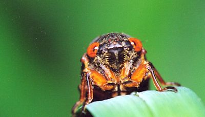 2024 cicada map: Latest emergence info and where to spot Brood XIX and XIII around the US