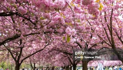 NY: Cherry Blossoms Bloom At The Brooklyn Botanic Garden