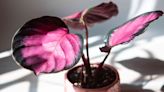 How to Easily Grow Calathea Roseopicta in Your Home for Show-Stopping Leaves