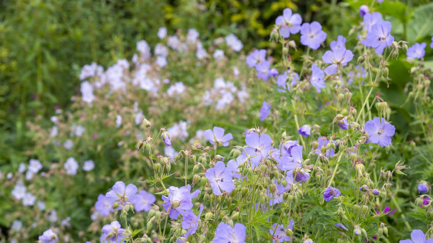 These Low-Maintenance Ground Cover Plants Will Protect Your Lawn