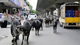 Abandoned animals on the road: BTP writes to BBMP to address problem