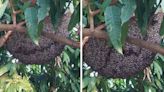 Mesmerizing Footage Shows Honey Bees "Shimmering" Together As Defensive Tactic