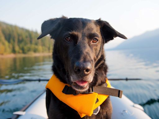 Fishing Crew Rescues Over 3 Dozen Dogs Treading Water in Mississippi Lake: 'We Rescued Every Dog We Saw'